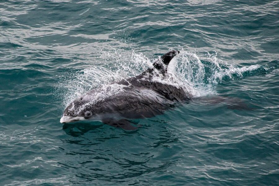 From Reykjavik: Whale Watching Tour - What watching from the boat is really like