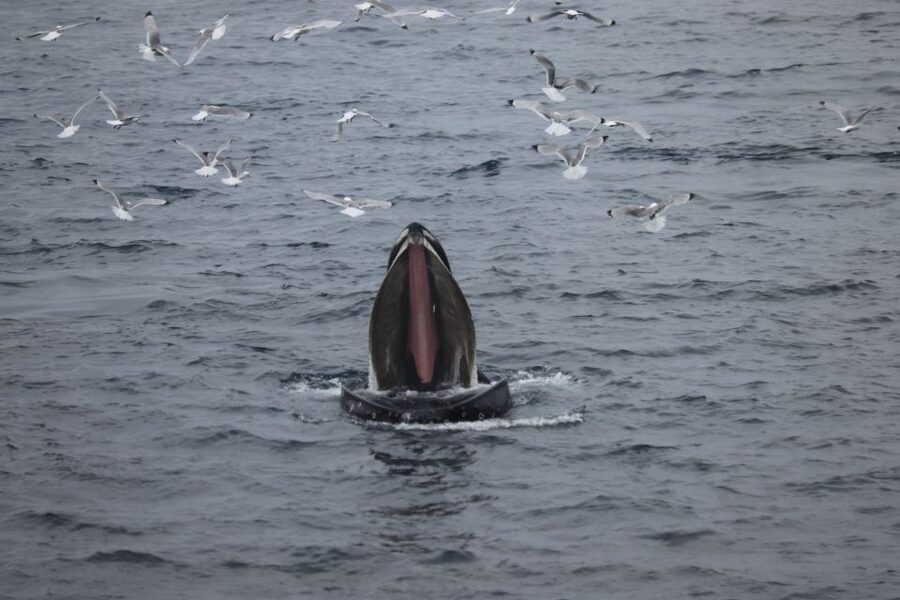 From Reykjavik: Whale Watching Tour - The mountain views add real value