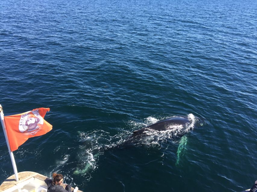 From Reykjavik: Whale Watching Tour - The guide can make or break a quiet day