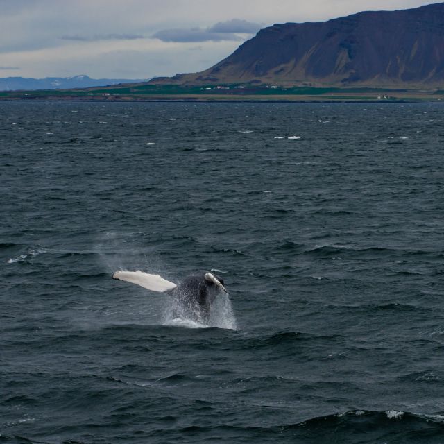 From Reykjavik: Whale Watching Tour - Who should book this cruise?