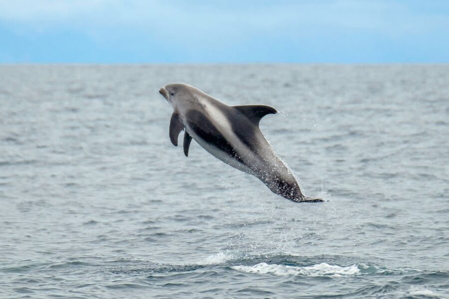From Reykjavik: Whale Watching Tour by Speedboat - Reykjavik waterfront views before the wildlife search