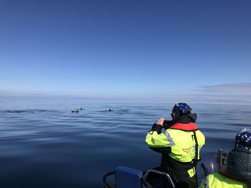 From Reykjavik: Whale Watching Tour by Speedboat - Searching Faxaflói Bay for whales and dolphins