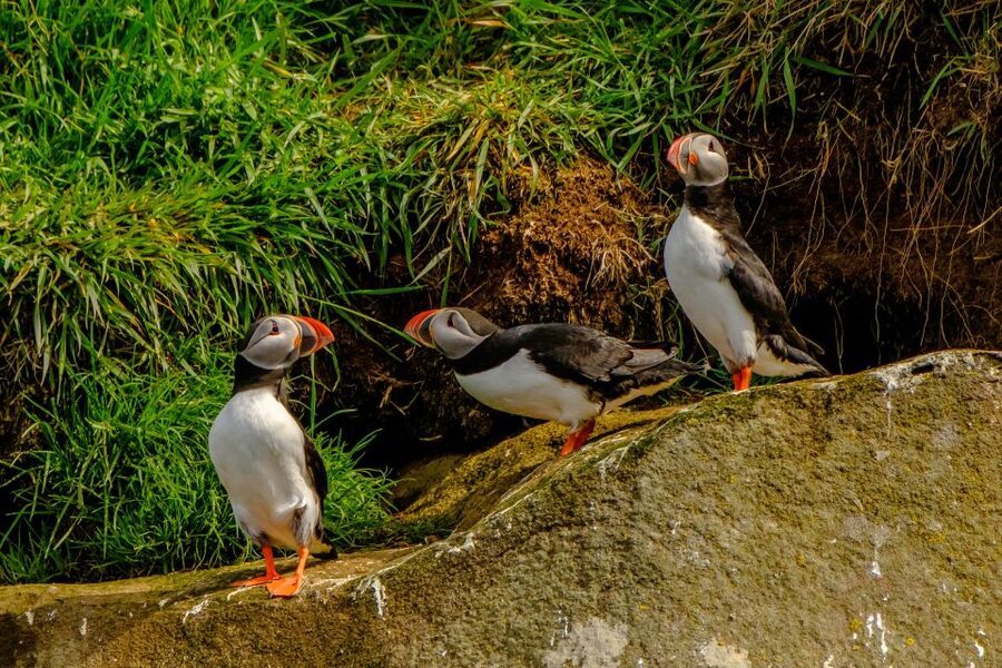 From Reykjavik: Whale Watching Tour by Speedboat - Puffin islands and the birdlife of the bay
