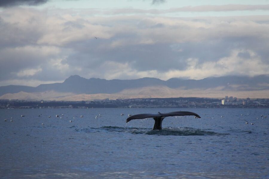 From Reykjavik: Whale Watching Tour by Speedboat - The speed and the suspension seats