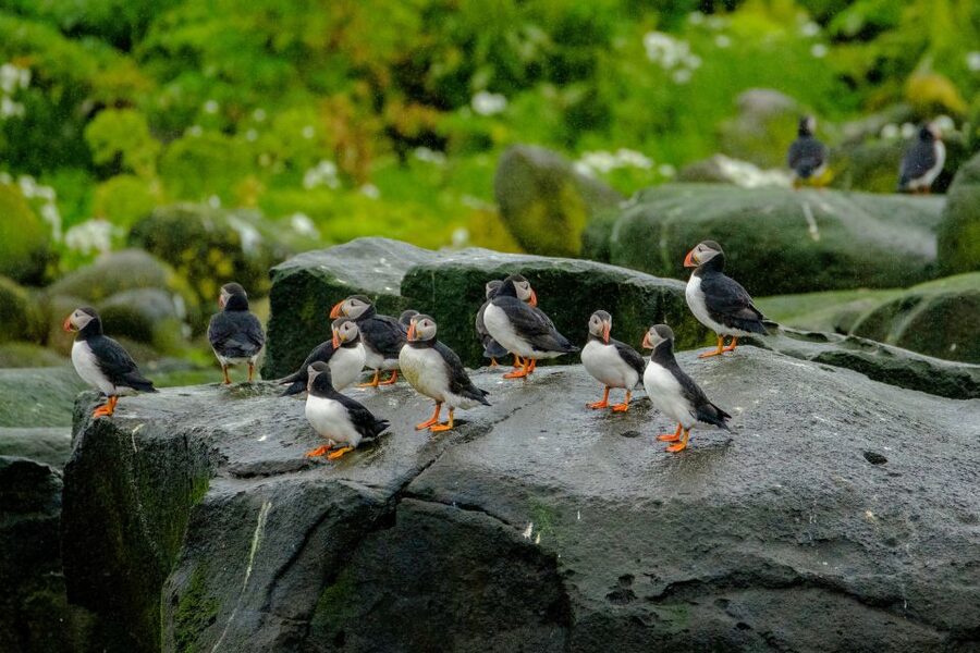 From Reykjavik: Whale Watching Tour by Speedboat - Weather, wildlife, and realistic expectations