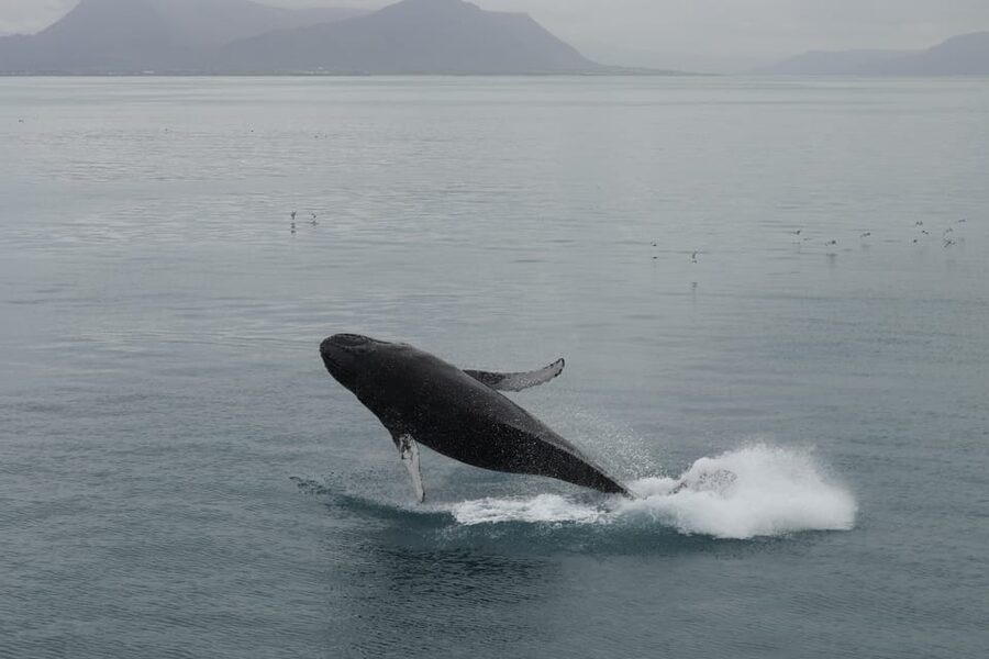 From Reykjavik: Whale Watching Tour - Kollafjörður gives the trip a calm beginning
