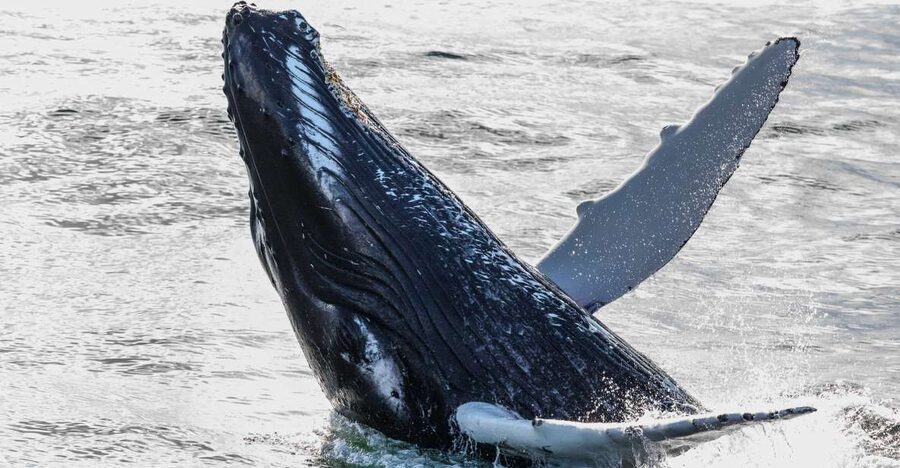 From Reykjavik: Whales and Northern Lights Boat Tour - Why this paired boat tour works in Reykjavik