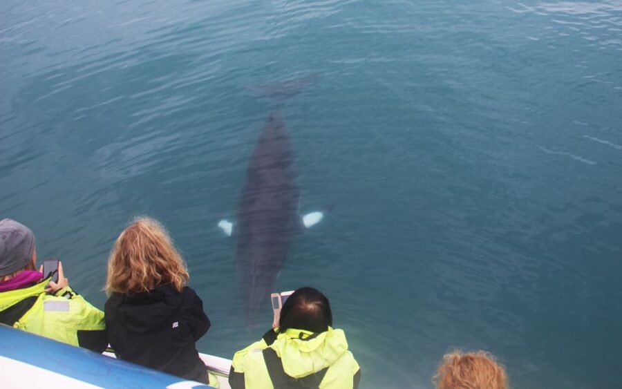 From Reykjavik: Whales and Northern Lights Boat Tour - Starting at the Old Harbour