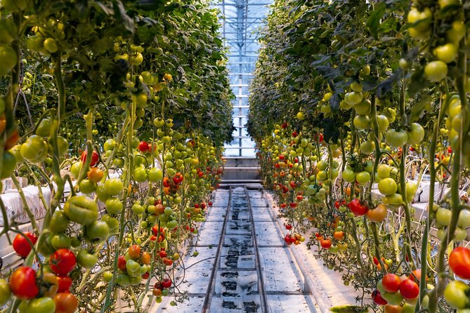 Golden Circle and Lunch at Fridheimar Tomato Farm - with photos - Timing, pickup, and what to bring
