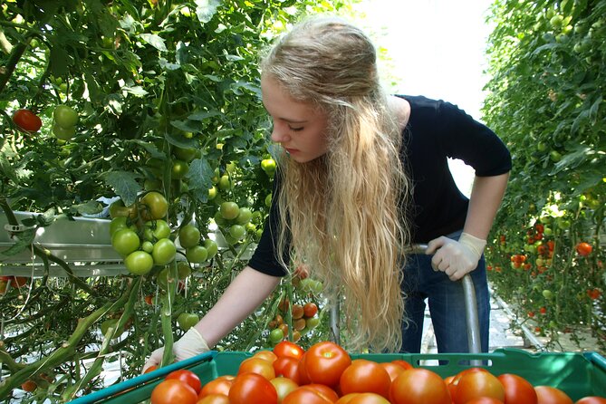 Golden Circle Day Trip with Fridheimar Greenhouse visit from Reykjavik - Weather and clothing can change the whole day