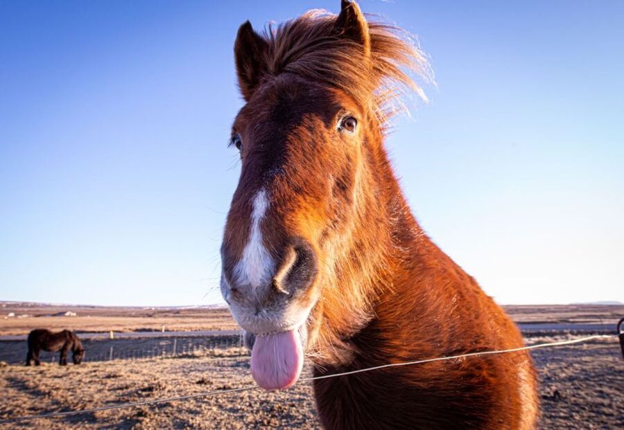 Golden circle, hot spring bakery, tomato farm private tour - Feeding Icelandic horses along the route