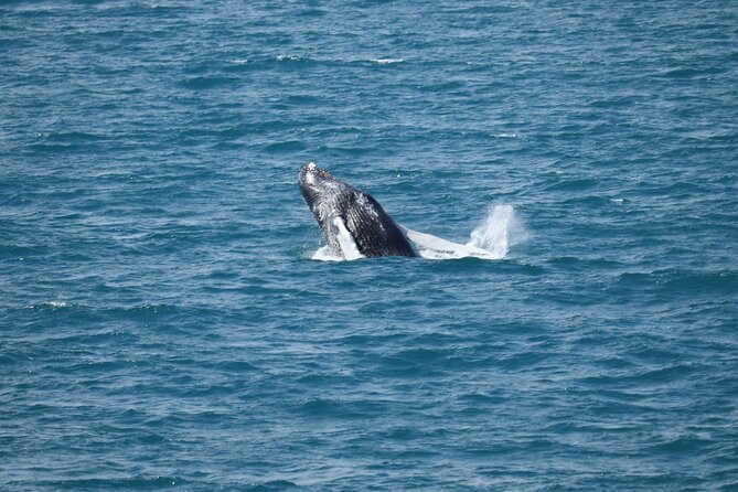 Guided Whale Watching Experience from Reykjavik - Leaving Reykjavik’s Old Harbour