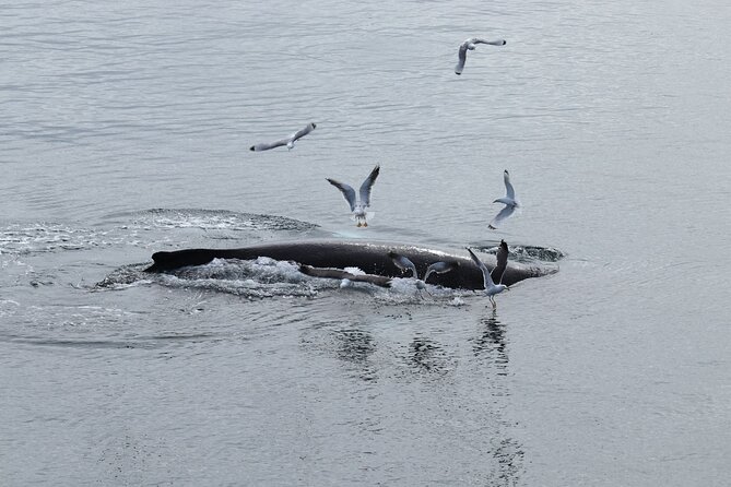 Guided Whale Watching Experience from Reykjavik - Is $97 a fair price?