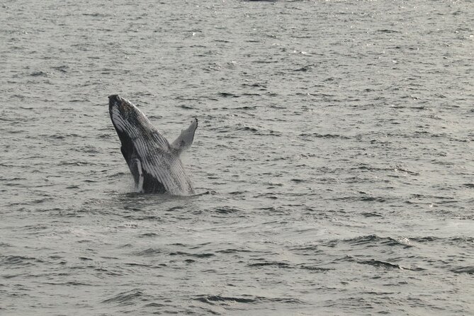 Guided Whale Watching Experience from Reykjavik - Weather, cancellations, and planning your day