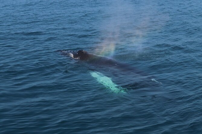 Guided Whale Watching Experience from Reykjavik - Who will enjoy this boat trip most?