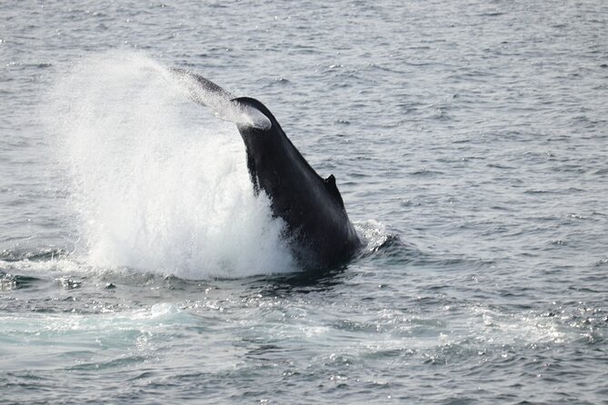 Guided Whale Watching Experience from Reykjavik - Staying warm on a cold deck
