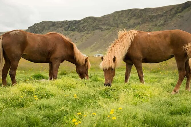 Horse Riding Tour in Reykjadalur (Smoky Valley)-All Riding Levels - Getting to the stable near Hveragerði