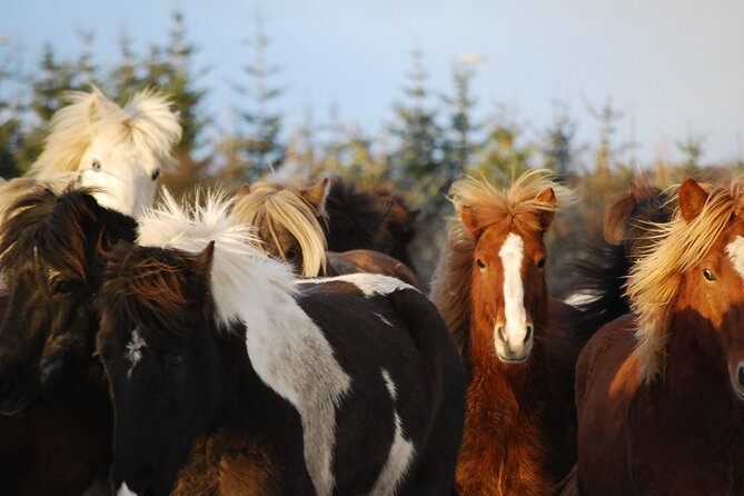 Horseback Riding Tour in Iceland - Is $135.16 a fair price?