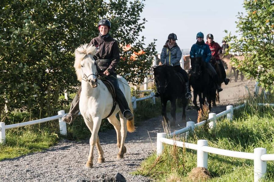 Hveragerdi: The Siggi Horse Riding Tour - The Icelandic horse and its famous tölt