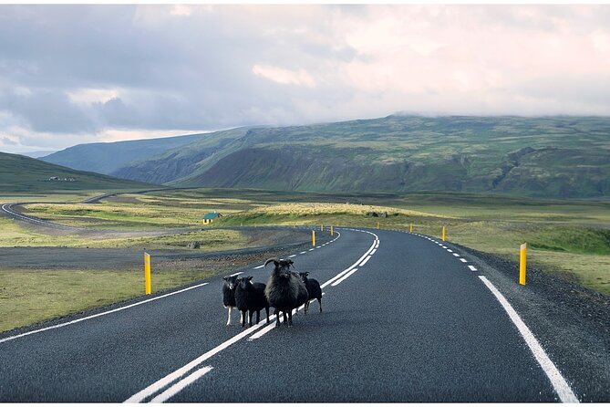 Iceland South Coast Tour with Pickup - Solheimajokull Glacier: close enough for a real look