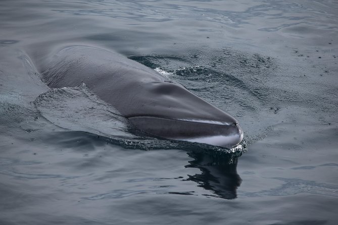 Iceland Super Saver: Northern Lights Cruise plus Whale-Watching Tour from Reykjavik - Setting out from Reykjavik’s Old Harbour
