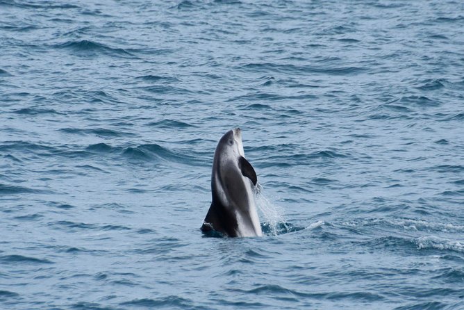 Iceland Super Saver: Northern Lights Cruise plus Whale-Watching Tour from Reykjavik - What happens when nature does not cooperate