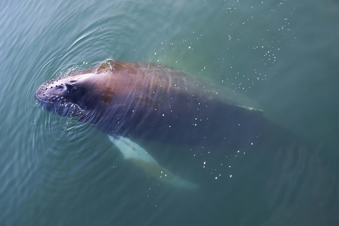 Iceland Super Saver: Northern Lights Cruise plus Whale-Watching Tour from Reykjavik - The 3.5-hour whale-watching trip