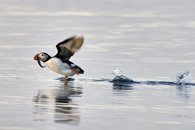 Iceland Super Saver: Puffin Cruise plus Whale-Watching Tour from Reykjavik - Two boats, two very different wildlife outings