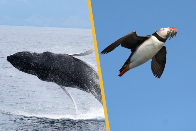 Iceland Super Saver: Puffin Cruise plus Whale-Watching Tour from Reykjavik - Faxaflói Bay and the longer whale search
