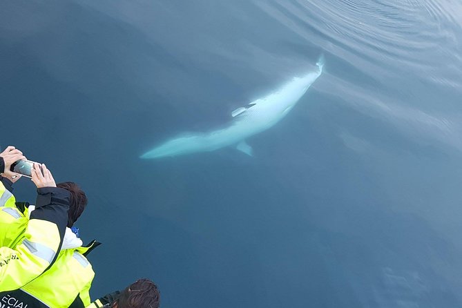 Iceland Super Saver: Puffin Cruise plus Whale-Watching Tour from Reykjavik - What the $156.19 price really buys