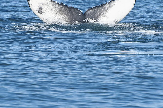 Iceland Super Saver: Puffin Cruise plus Whale-Watching Tour from Reykjavik - Timing, comfort, and practical planning