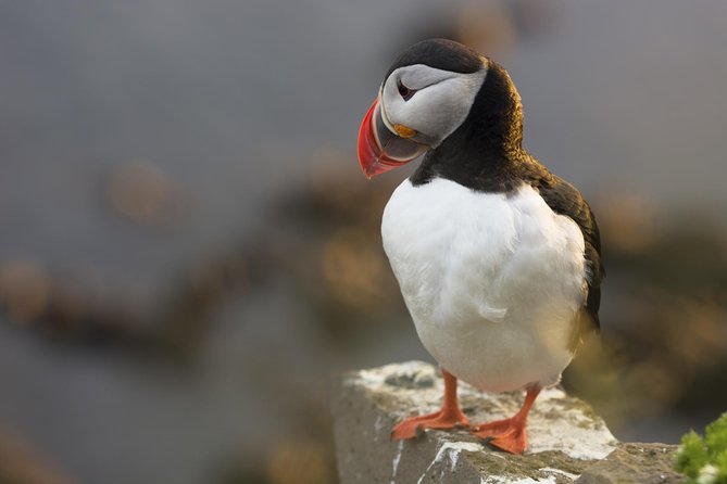 Iceland Super Saver: Puffin Cruise plus Whale-Watching Tour from Reykjavik - Who should book this combination?