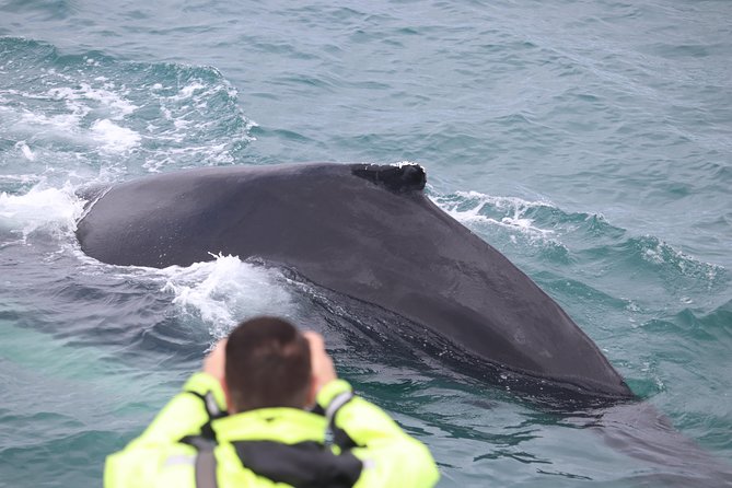 Iceland Super Saver: Puffin Cruise plus Whale-Watching Tour from Reykjavik - Should you book it?