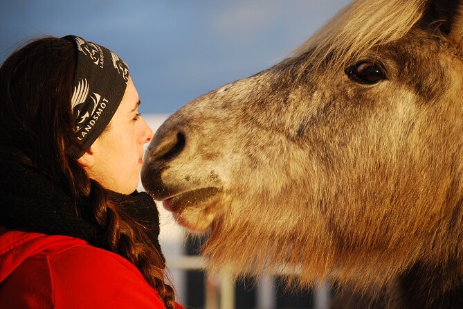 Icelandic Horse Riding and Whale Watching Tour from Reykjavik - Two Icelandic traditions in one half-day