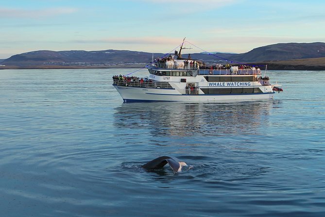 Icelandic Horse Riding and Whale Watching Tour from Reykjavik - The real risk is weather, not poor planning