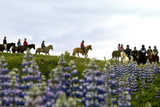 Icelandic Horseback Riding Tour Including Pick Up from Reykjavik - Riding through lava fields, streams, and open country
