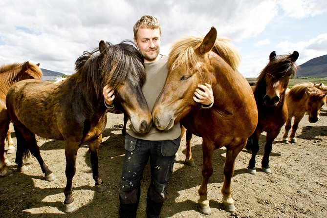 Icelandic Horseback Riding Tour Including Pick Up from Reykjavik - Meeting the Icelandic horses