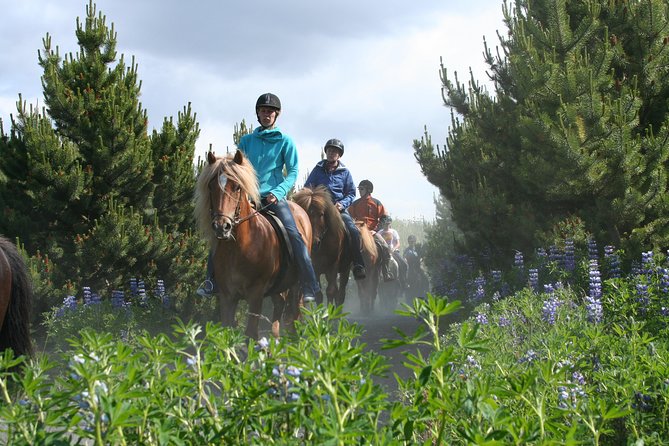 Icelandic Horseback Riding Tour with Pickup Option from Reykjavik - How beginner-friendly is it?
