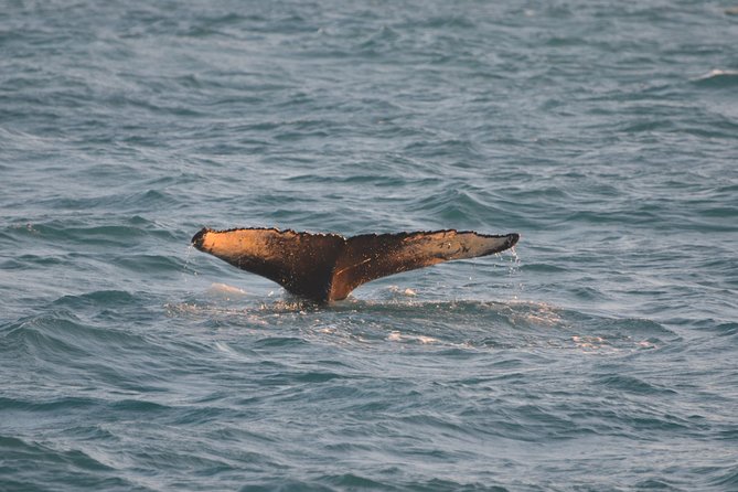 Magical Whales in the Midnight Sun | from Reykjavik - Searching Faxaflói Bay for whales and dolphins