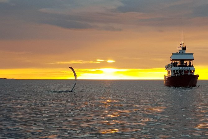 Magical Whales in the Midnight Sun | from Reykjavik - The boat, coveralls, and staying warm