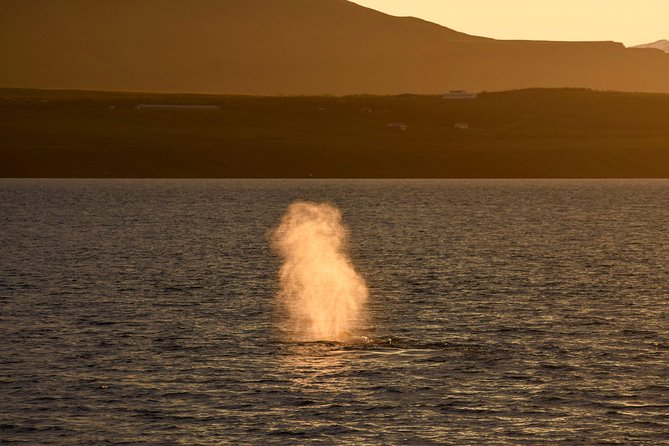 Magical Whales in the Midnight Sun | from Reykjavik - What happens when conditions are poor