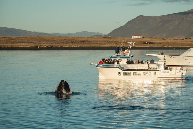 Midnight Sun Whale Watching from Reykjavik - Why the midnight sun changes the whale-watching trip
