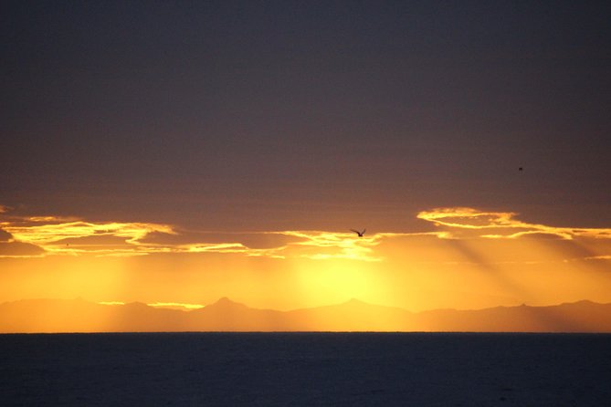 Midnight Sun Whale Watching from Reykjavik - What the sighting guarantee really gives you