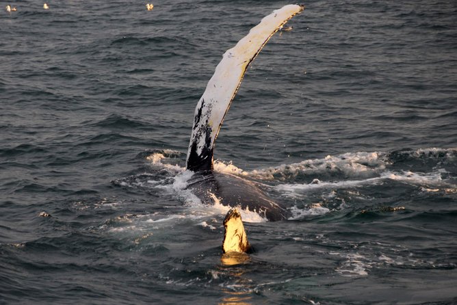 Midnight Sun Whale Watching from Reykjavik - How crowded will the boat feel?