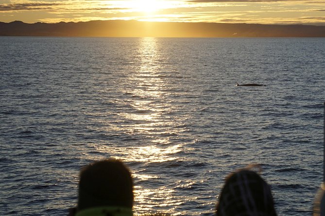 Midnight Sun Whale Watching from Reykjavik - The value of $109.34