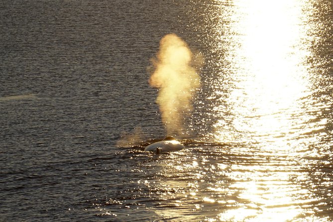 Midnight Sun Whale Watching from Reykjavik - Who will enjoy this most?