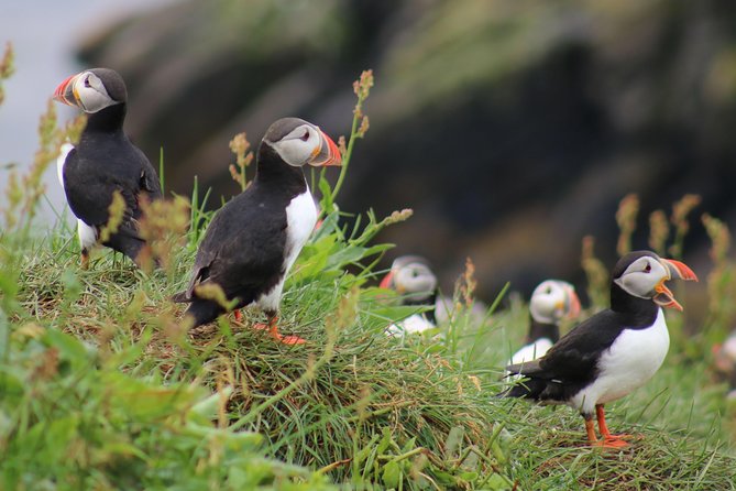 Premium Small-Group Puffin & Bird Watching tour from Reykjavík - Why this short Reykjavík puffin trip works