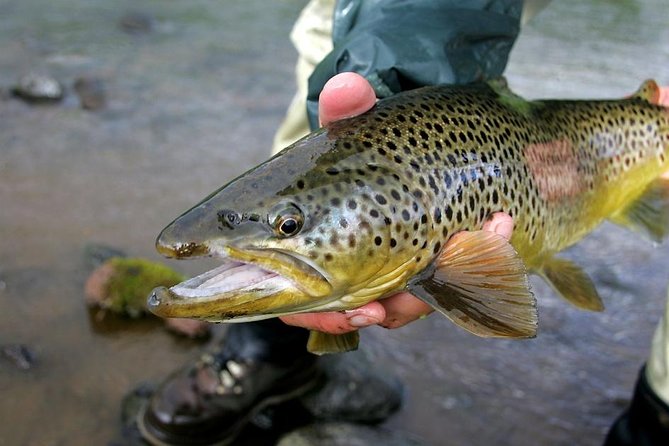 Private Lake and River Fishing Tour from Reykjavik - A full fishing day from Reykjavik