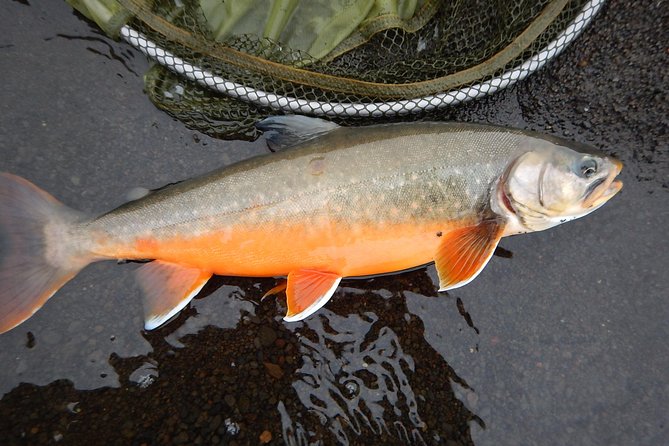 Private Lake and River Fishing Tour from Reykjavik - The price: expensive, but not a simple fishing fee