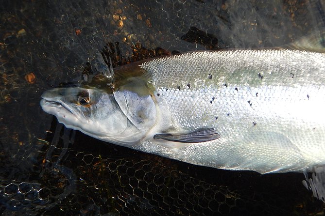Private Lake and River Fishing Tour from Reykjavik - Who should book this river day
